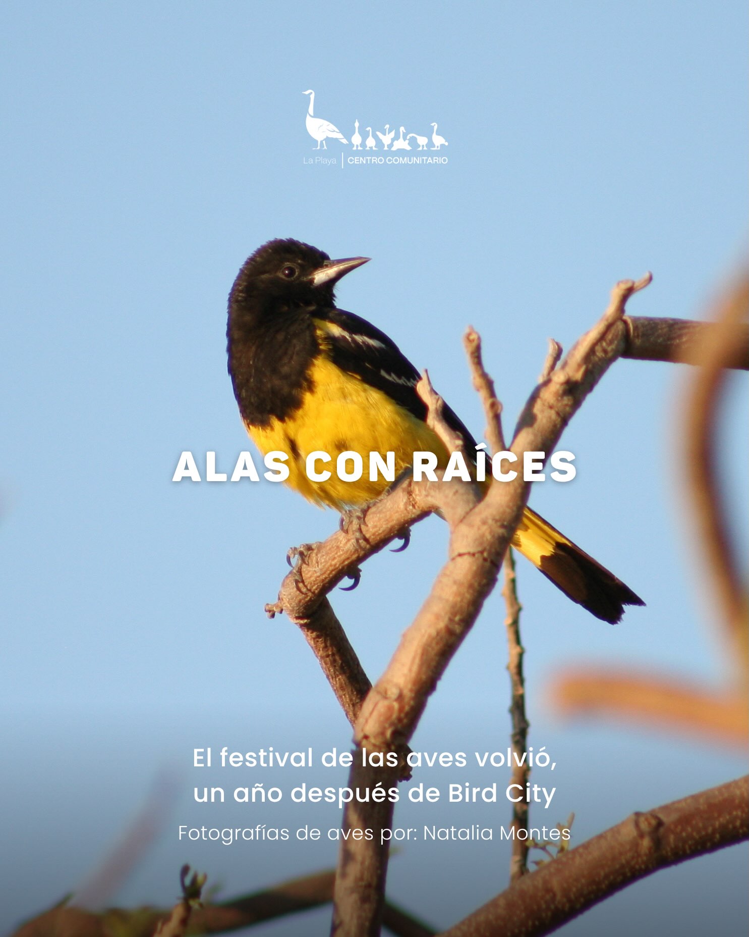 Bird Watching for the Whole Family — guided morning walk at the Estero San José (Puerto Los Cabos)