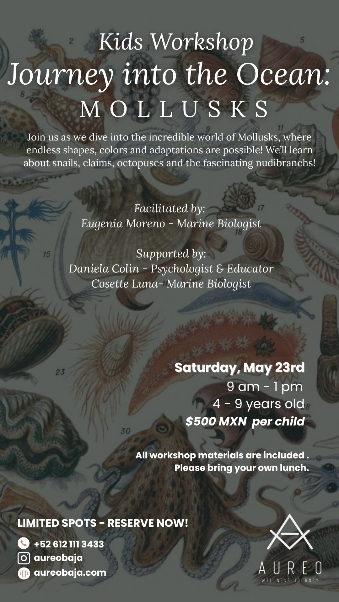 Journey into the Ocean: Mollusks poster